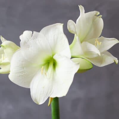 Белые тюльпаны в нежном оформлении (17 шт) №1562 - Фото 2