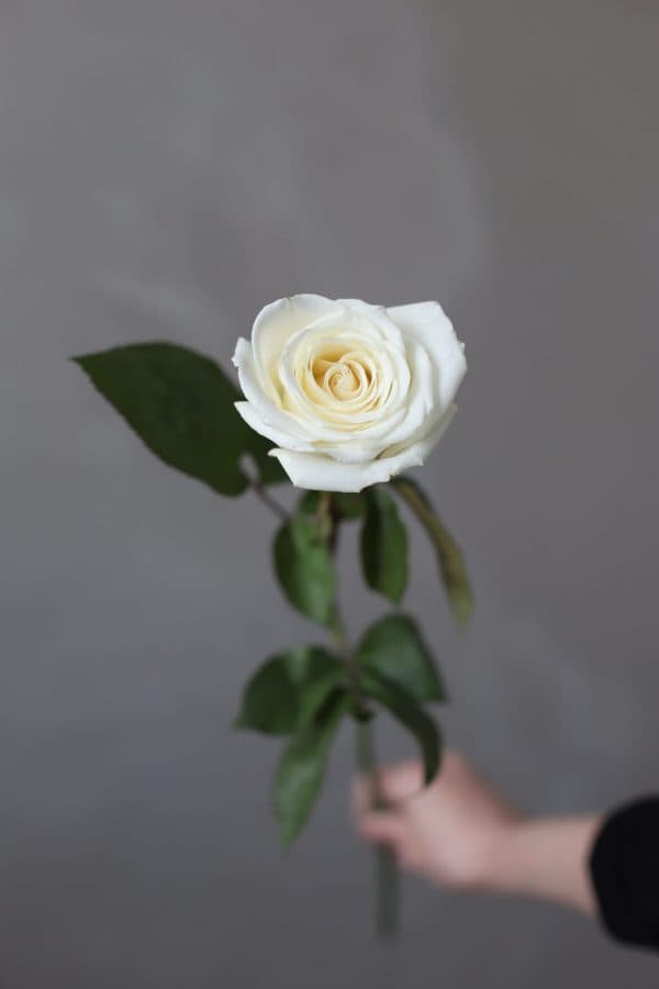 Роза сорта "Плайя Бланка" (Россия) - Фото 288