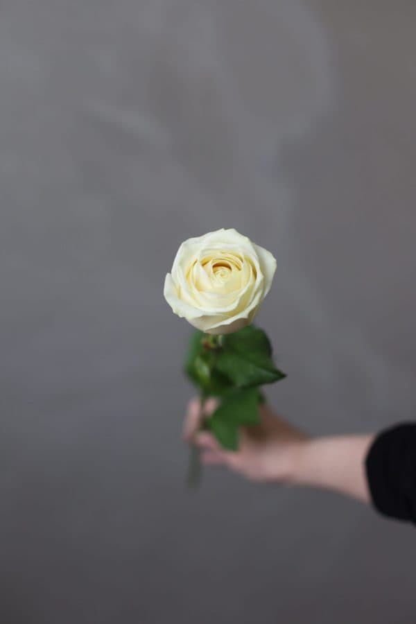 Роза сорта "Вайт Сода" (Россия) - Фото 337