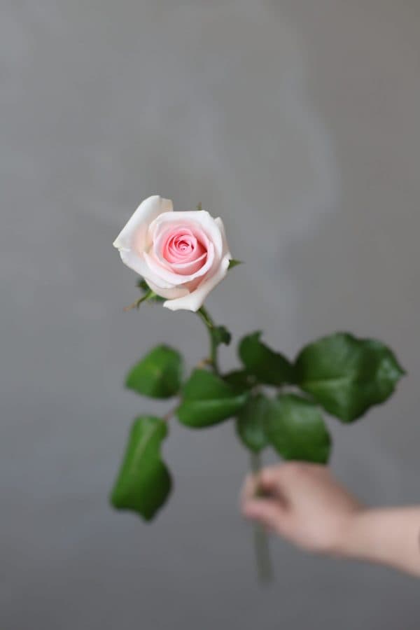 Роза сорта "Свит Ривайвел" (Россия) - Фото 339