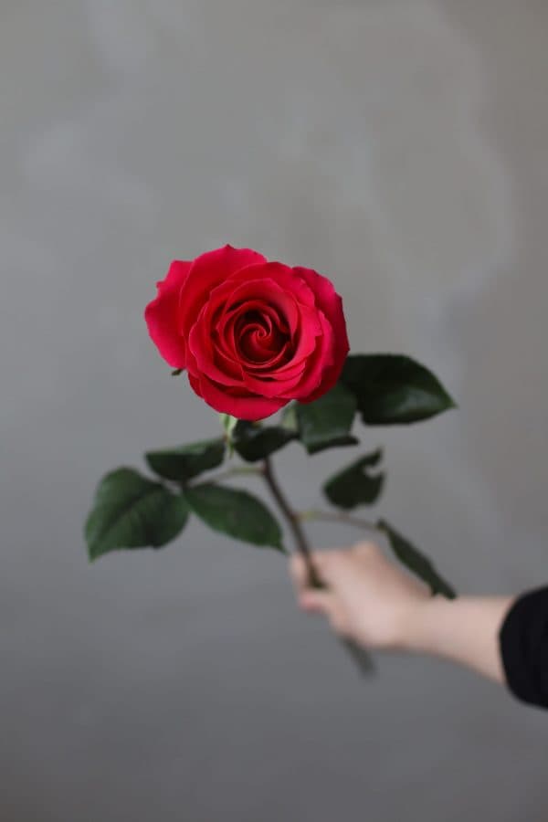Роза сорта "Эксплорер" (Эквадор) - Фото 294