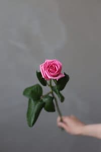 Роза сорта "Аква" (Россия) - Фото 4
