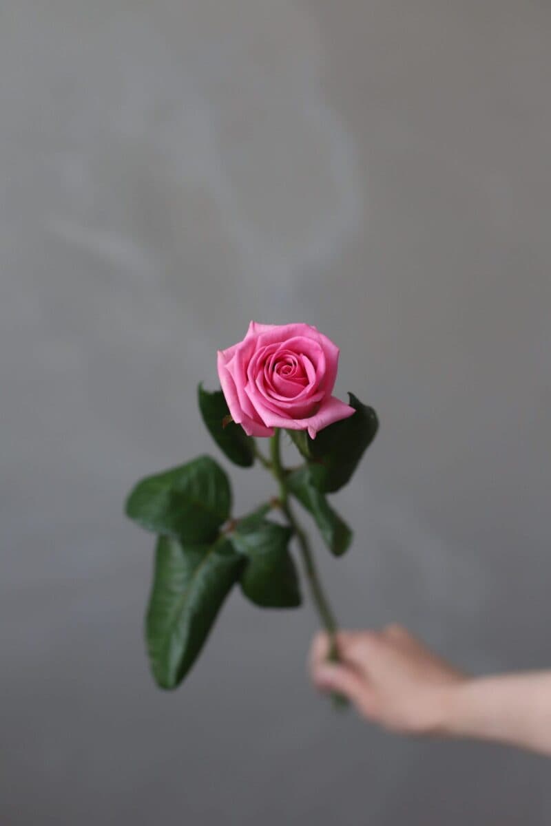 Роза сорта "Аква" (Россия) - Фото 1