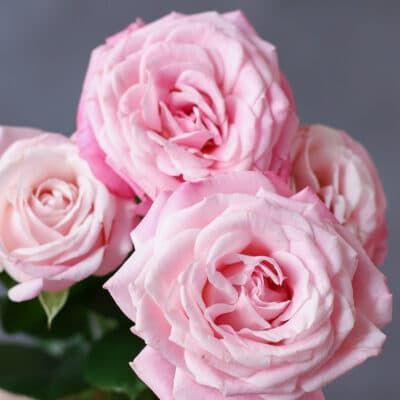 Красные розы в белом оформлении (Россия, 7 шт) №1011 - Фото 1
