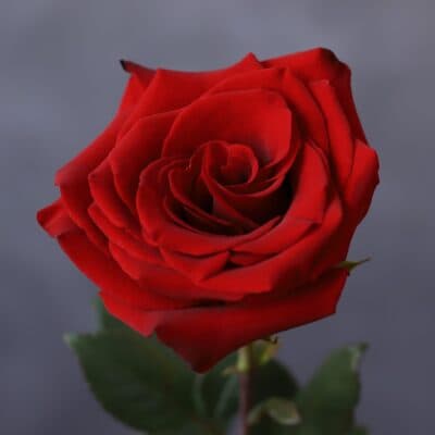 Красные розы в бежевом оформлении (11 шт) №510 - Фото 2